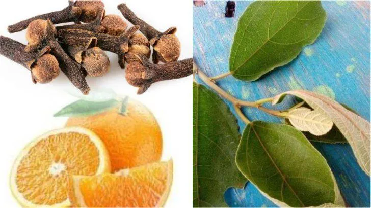 Herbal Remedy for PID, Gonorrhea, Staphylococcus, Sexual Transmitted Disease and UTI